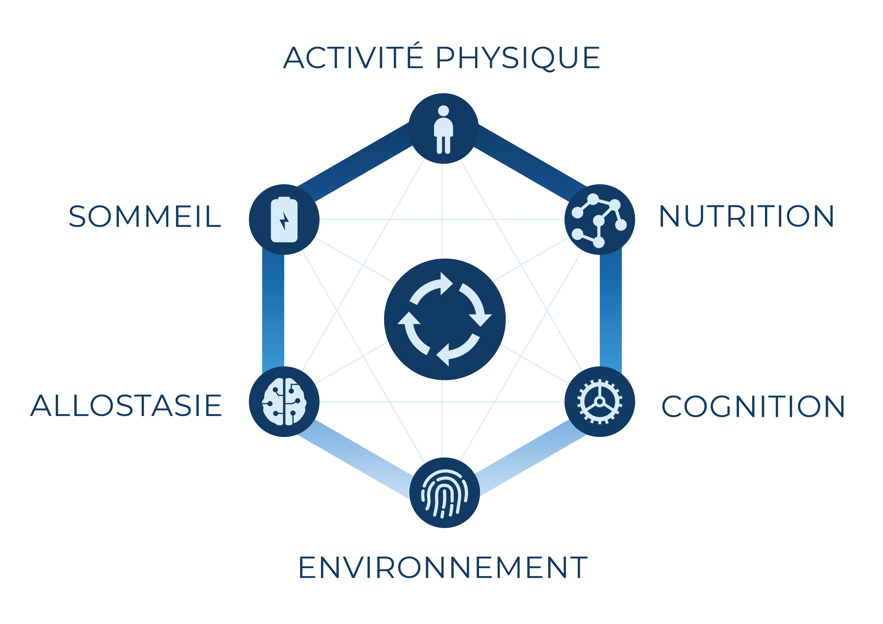 Performance cognitive exécutive — OPTIMUM LAB